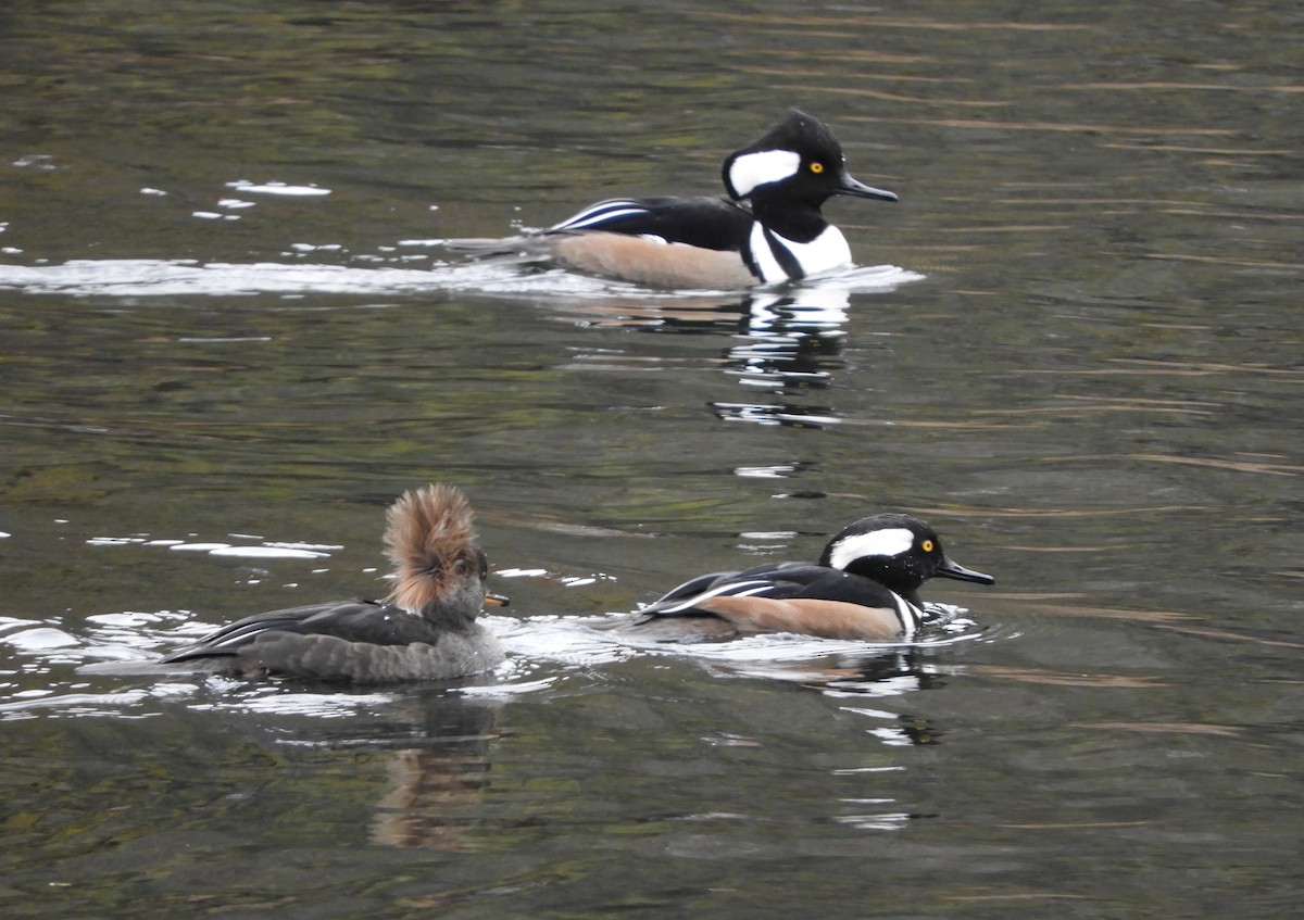 Hooded Merganser - Laura Markley