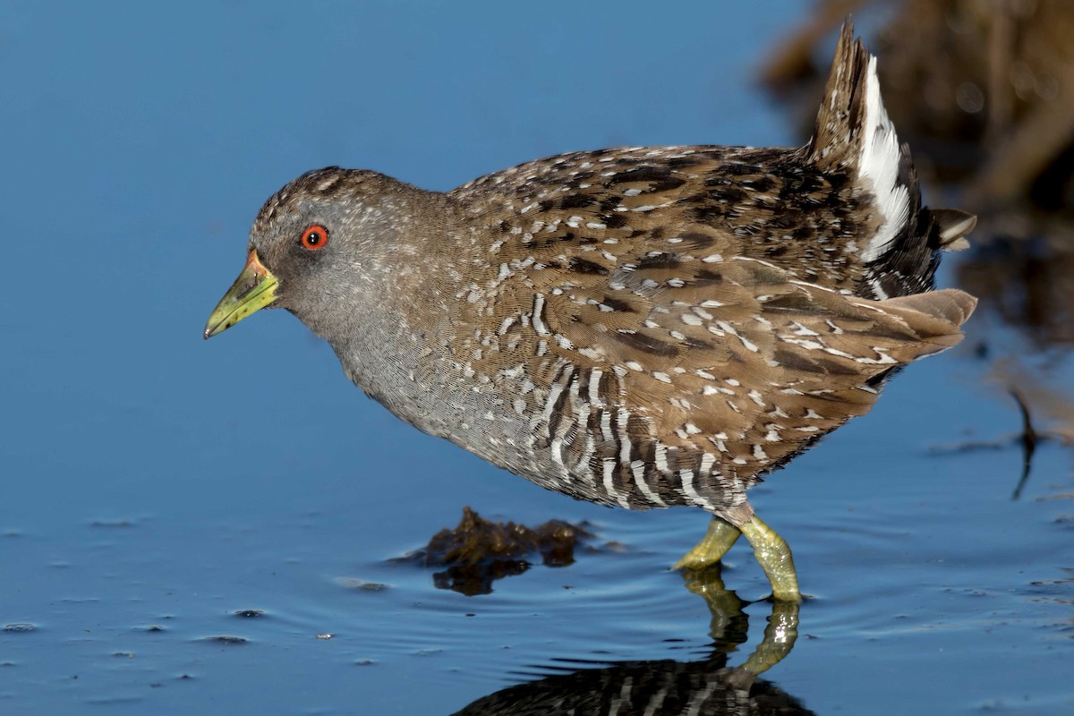 Australian Crake - ML122891711