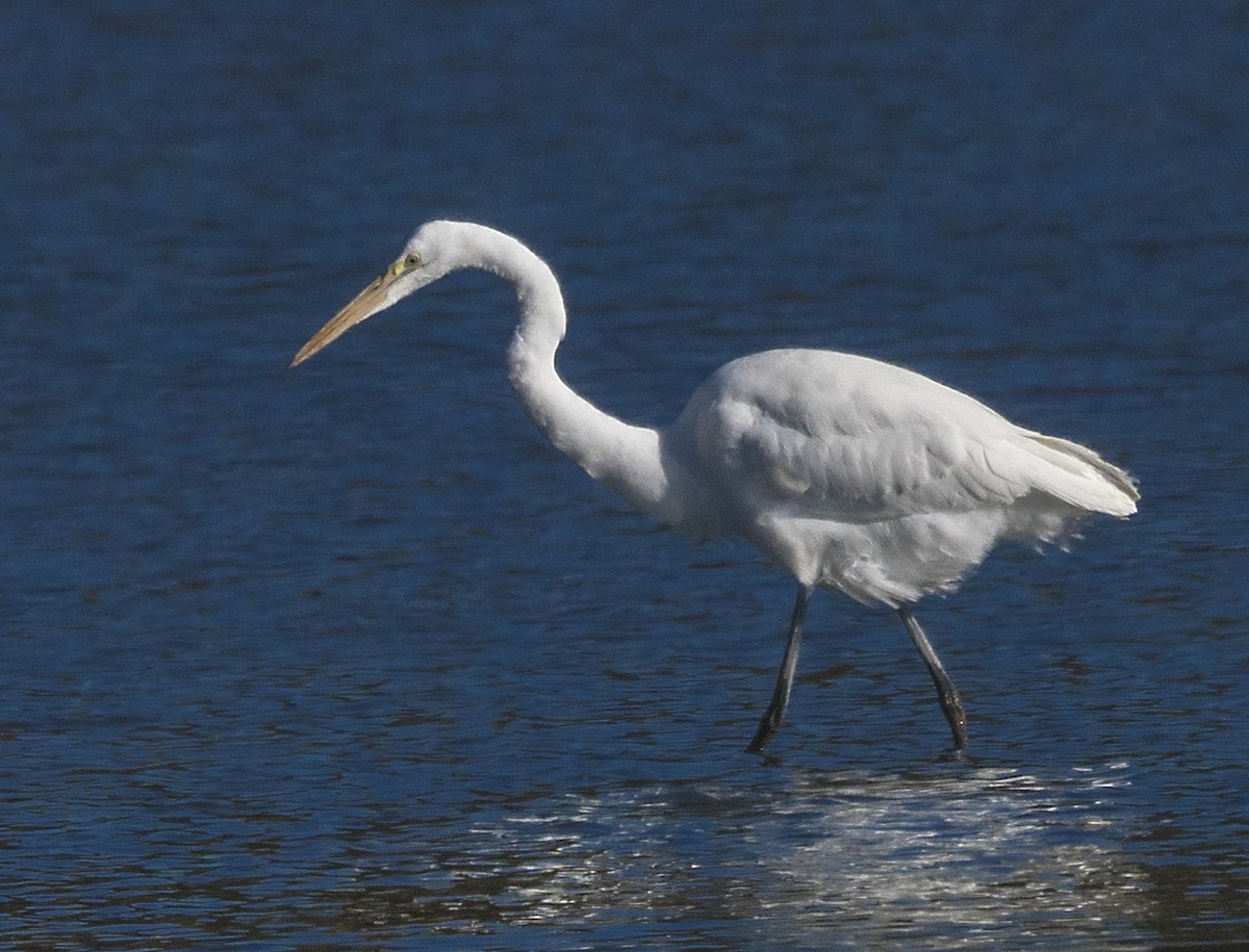 Great Egret - ML122893181