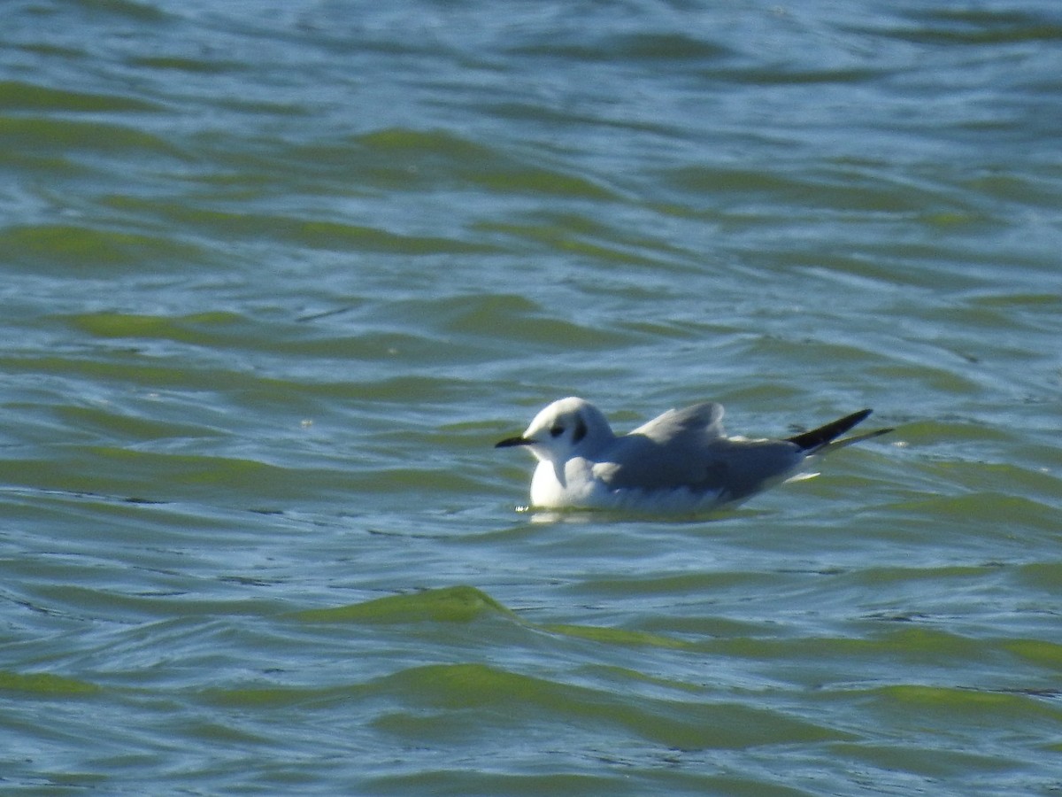 Bonaparte's Gull - Alan Ketcham