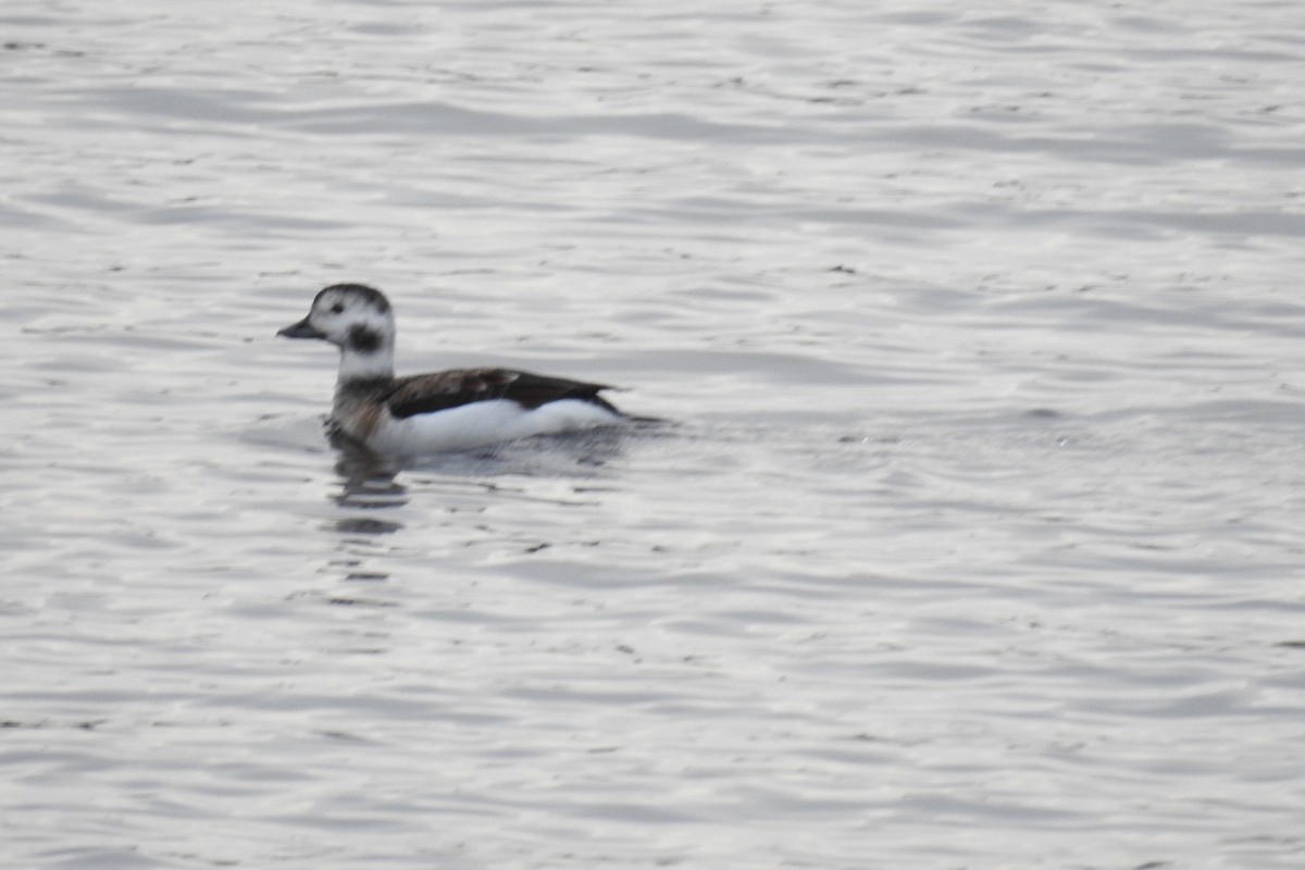 Long-tailed Duck - Dan Belter