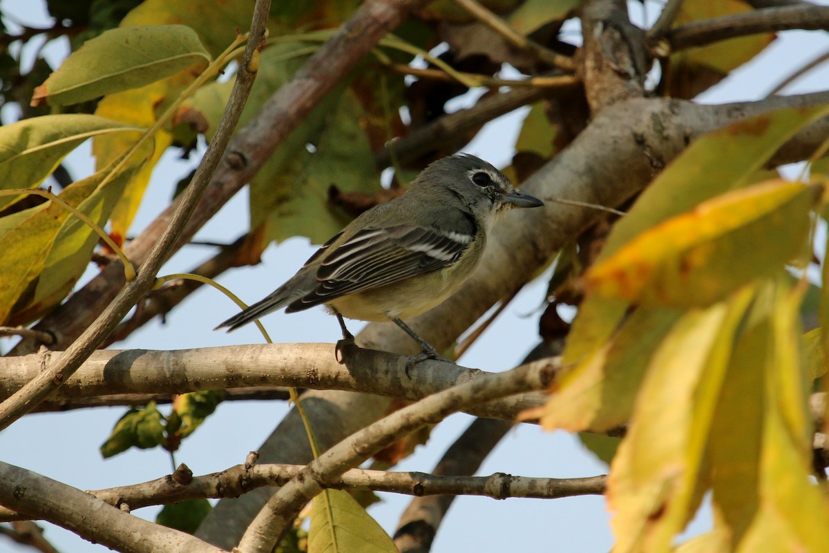 Vireo de Cassin - ML122895071