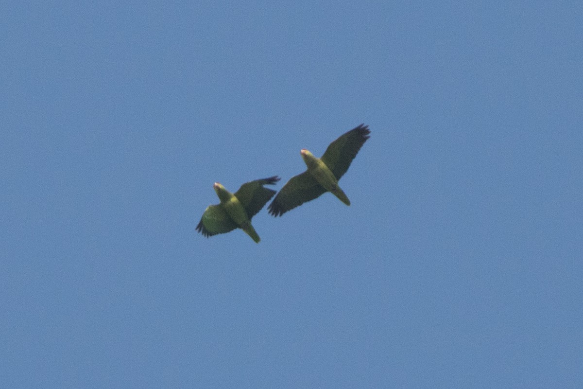 Red-crowned Parrot - Rebecca Marschall