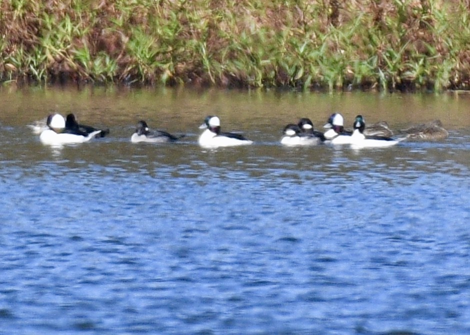 Bufflehead - Joe Wujcik