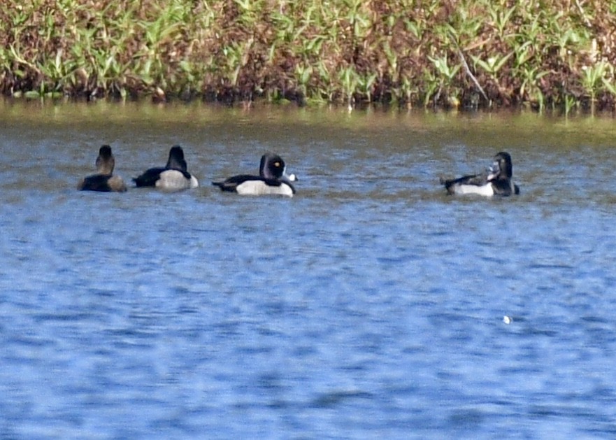 Ring-necked Duck - Joe Wujcik