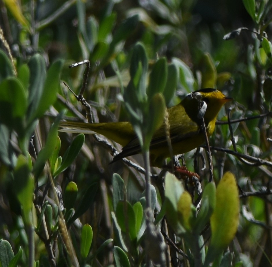 Wilson's Warbler - ML122897771