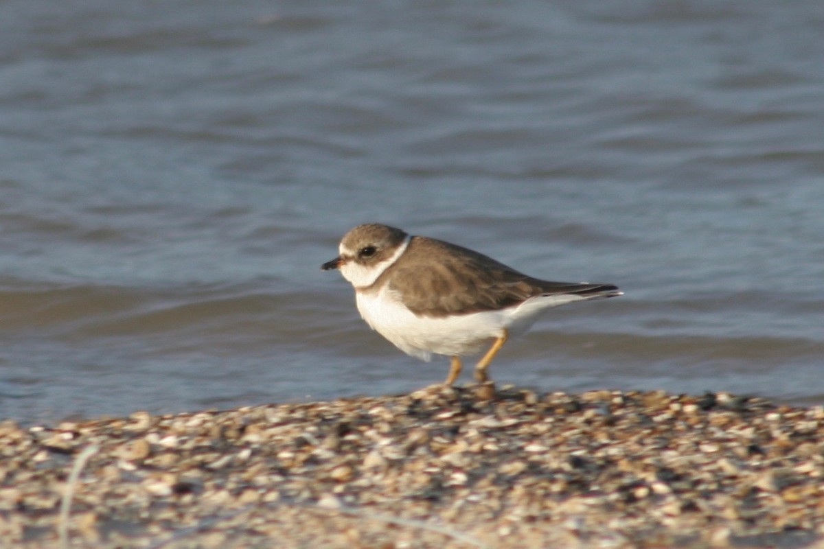Semipalmated Plover - ML122898891