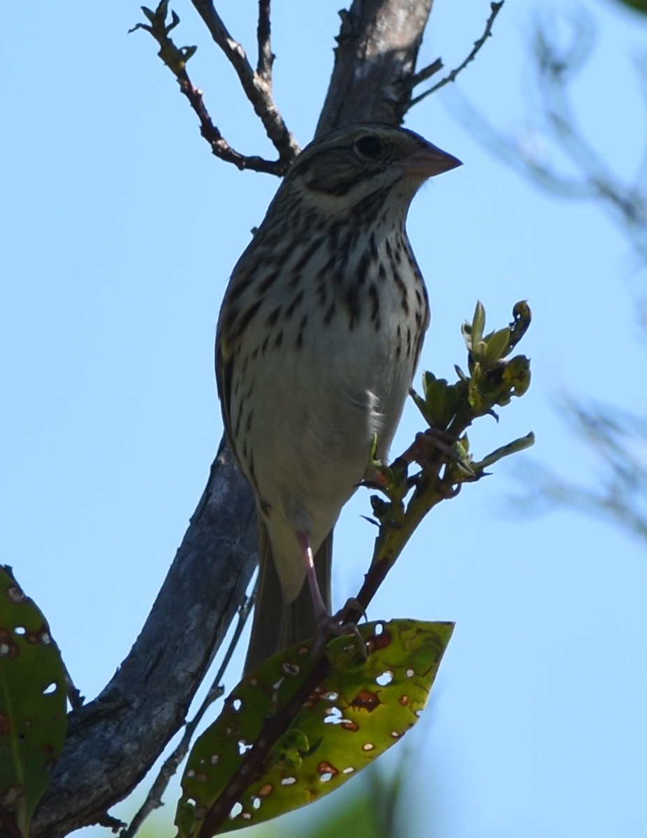 Savannah Sparrow - ML122898961