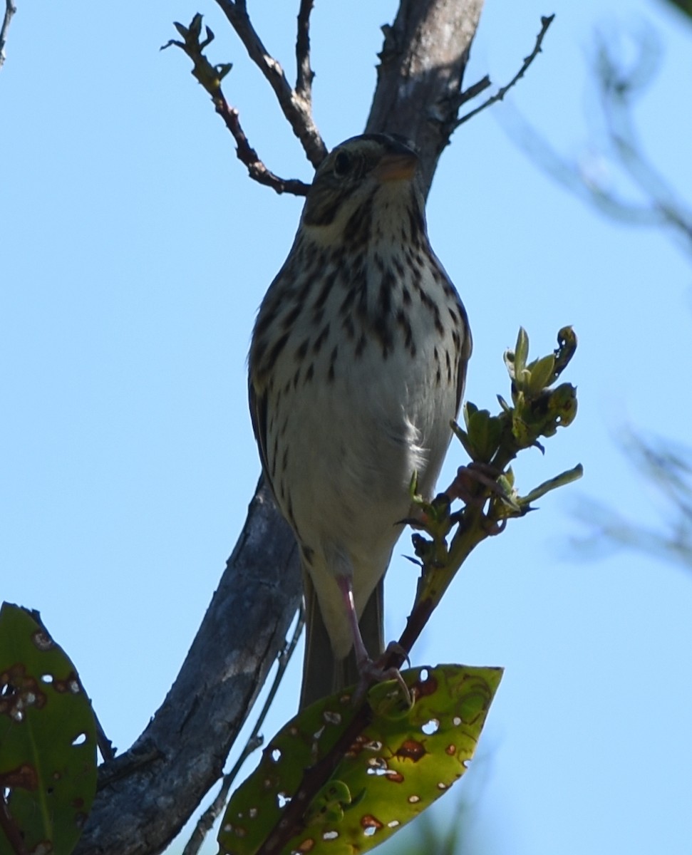 Savannah Sparrow - ML122898971