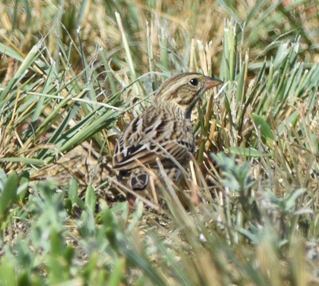Savannah Sparrow - ML122898981