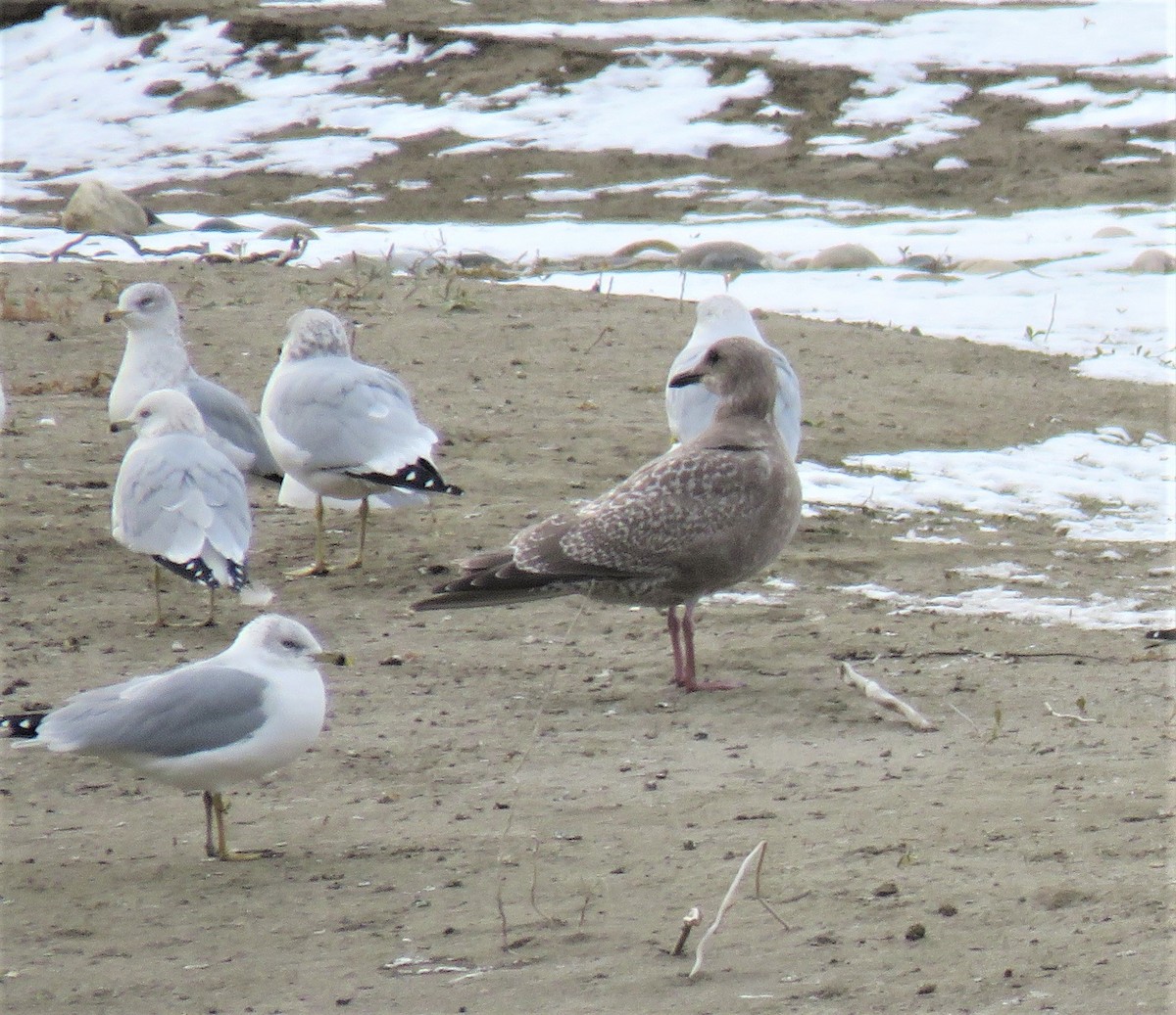 Gaviota Groenlandesa (thayeri) - ML122899231