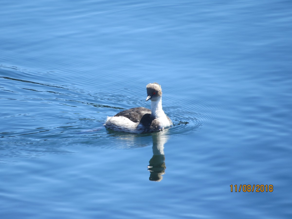 Silvery Grebe - Hans Reske