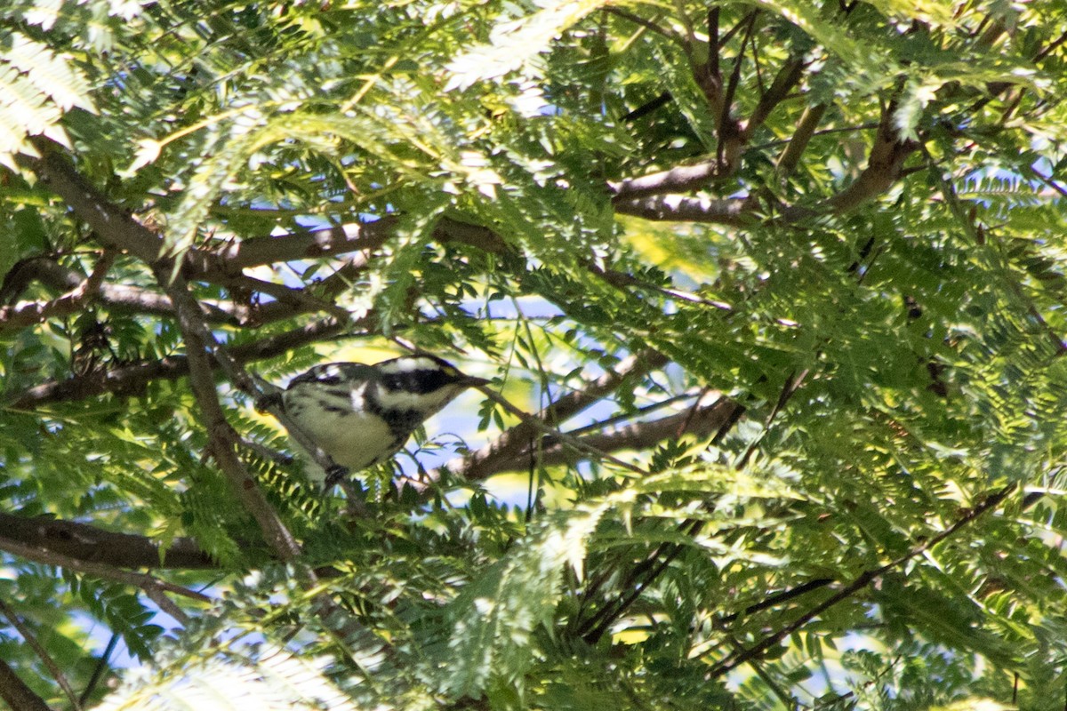 Black-throated Gray Warbler - ML122901291