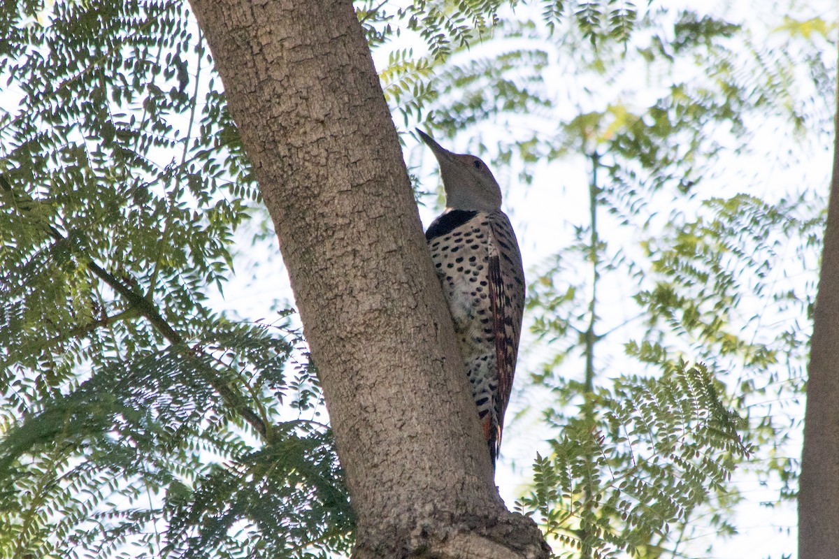 Northern Flicker - ML122901561