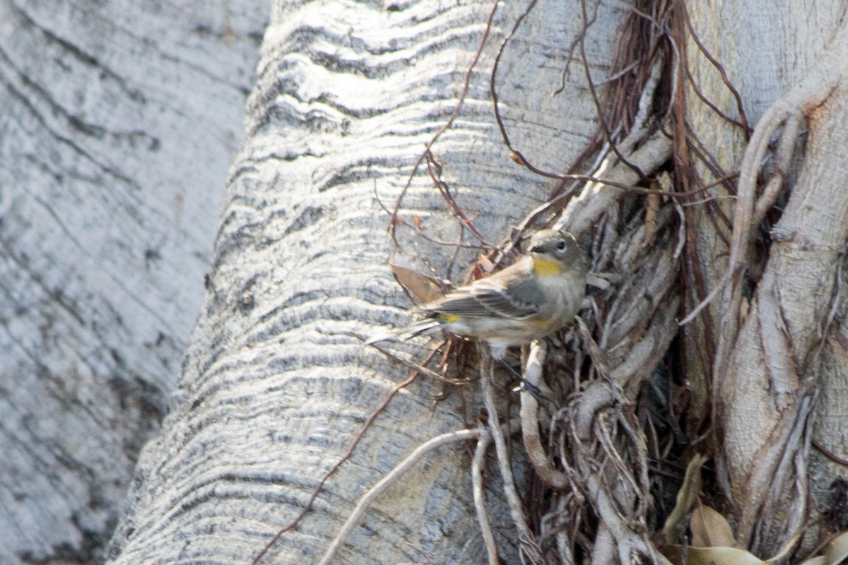 Yellow-rumped Warbler (Audubon's) - Rebecca Marschall