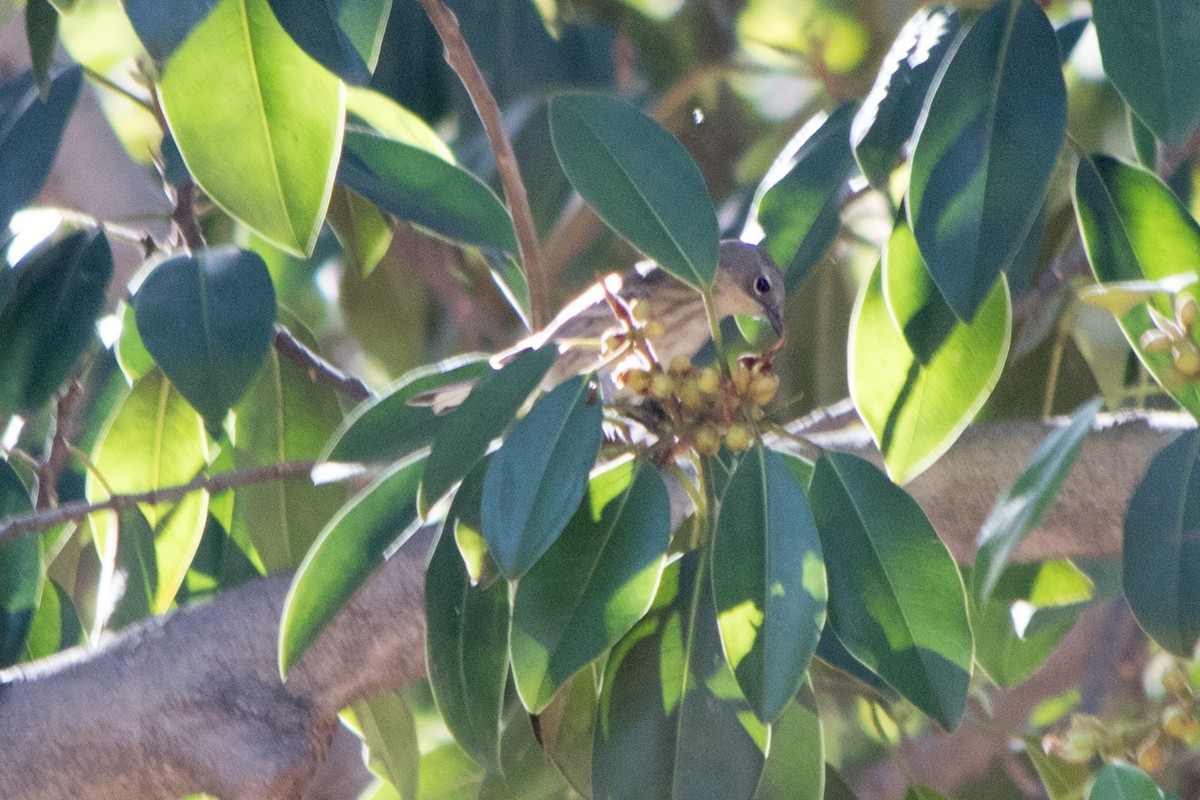 Yellow-rumped Warbler (Myrtle) - ML122902211