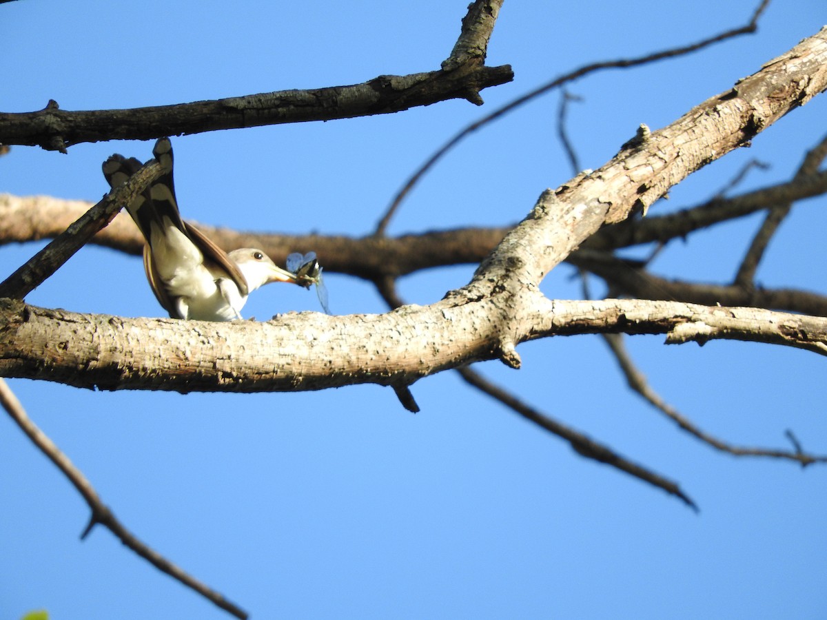 Yellow-billed Cuckoo - ML122903031