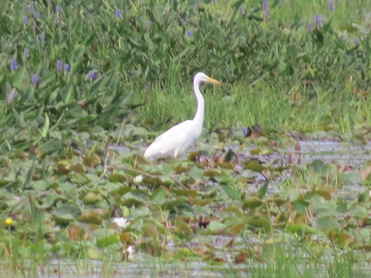 Great Egret - ML122903961