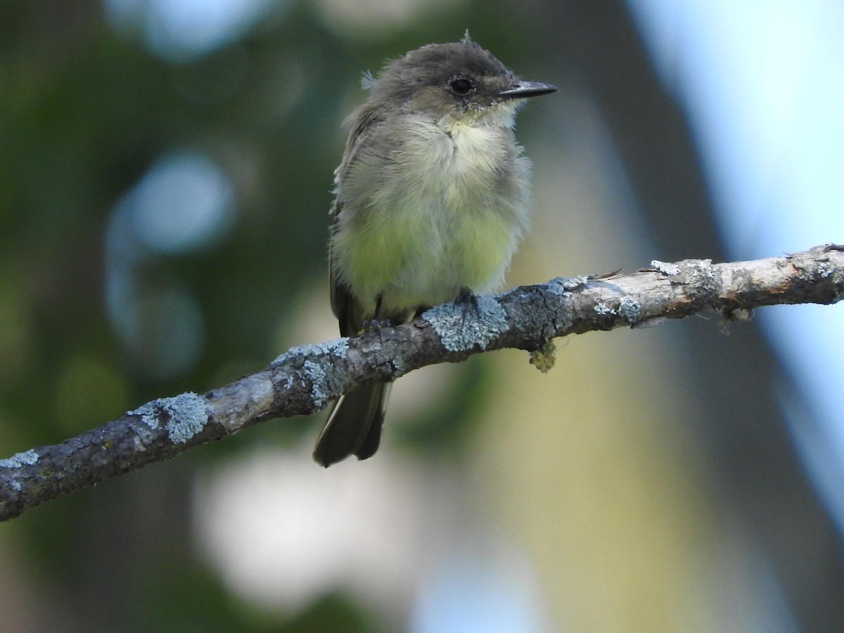 Eastern Phoebe - ML122904361