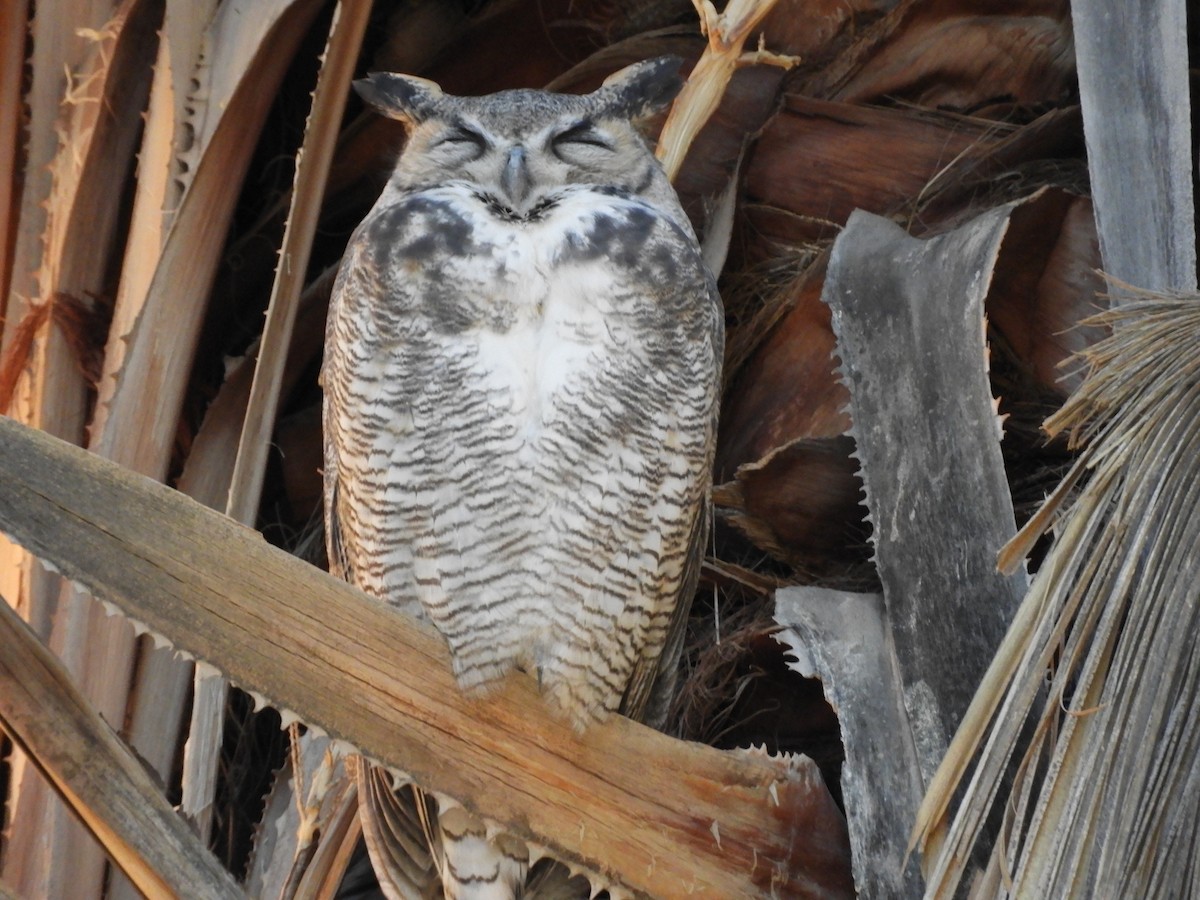 Great Horned Owl - Becky Kitto