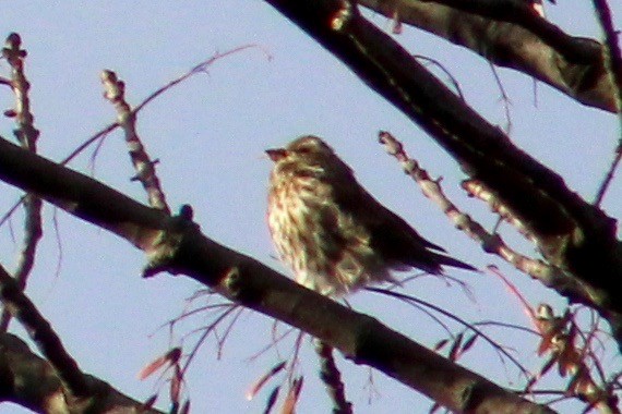 Purple Finch - Ryan Mandelbaum