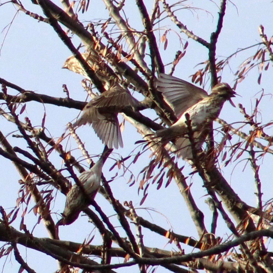 Purple Finch - Ryan Mandelbaum