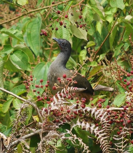 Rufous-vented Chachalaca - ML122910031