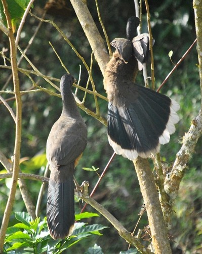 Chachalaca Culirroja - ML122910251