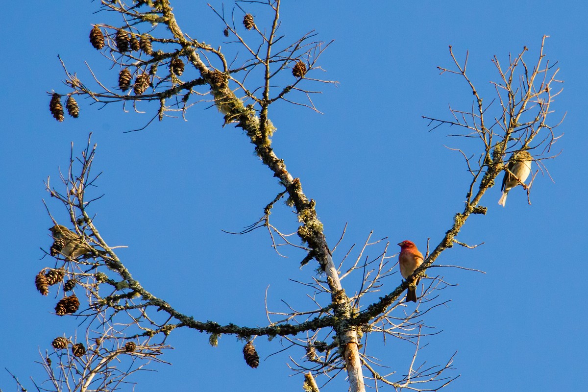 House Finch - ML122910691