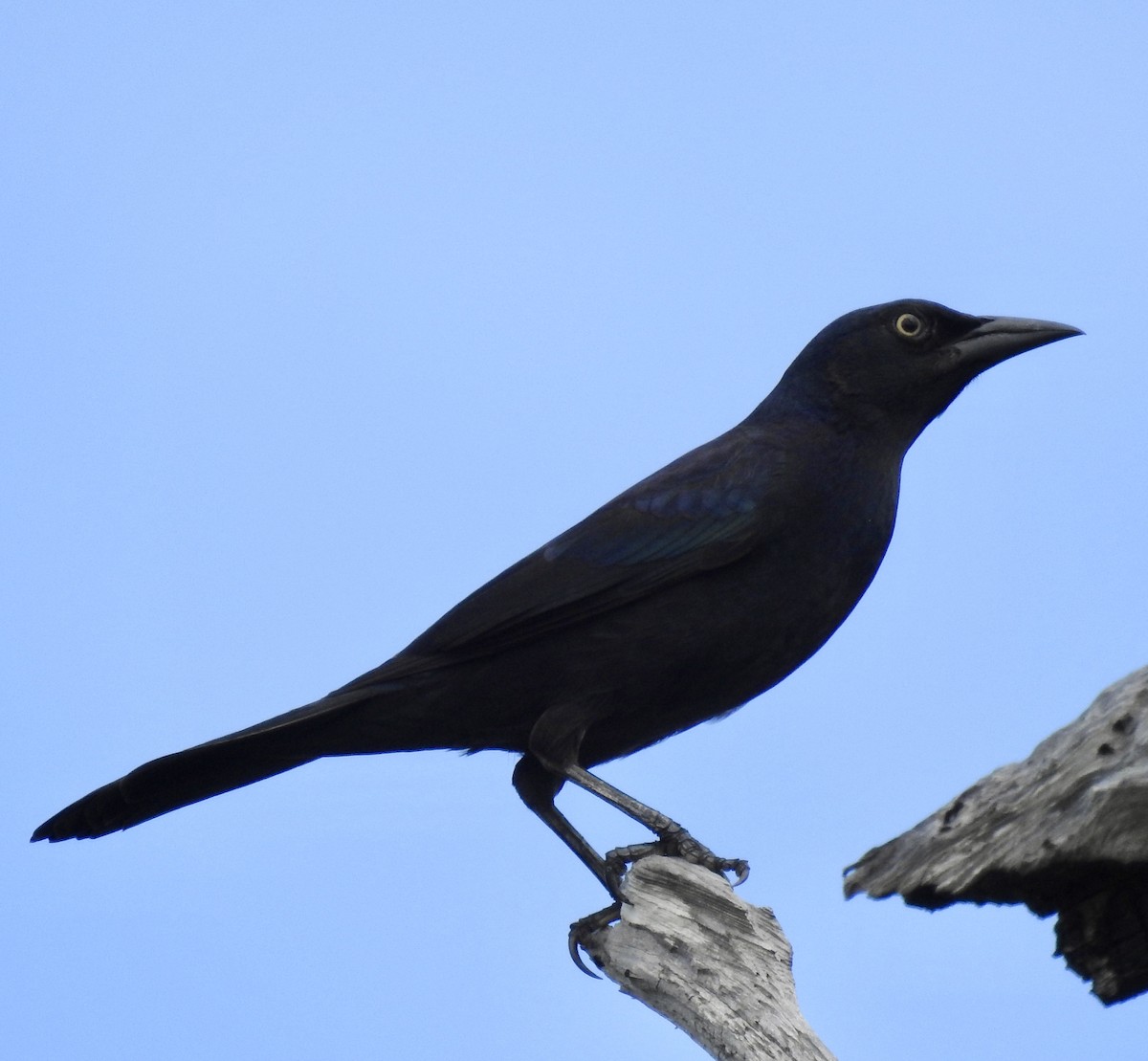 Common Grackle - ML122912201