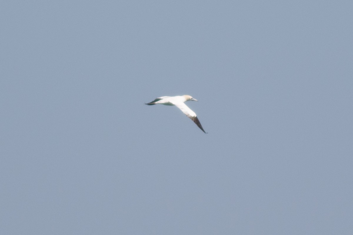 Northern Gannet - Gordon Green