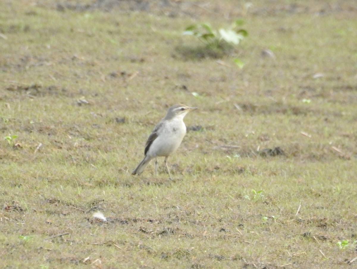 Eastern Yellow Wagtail - ML122913551