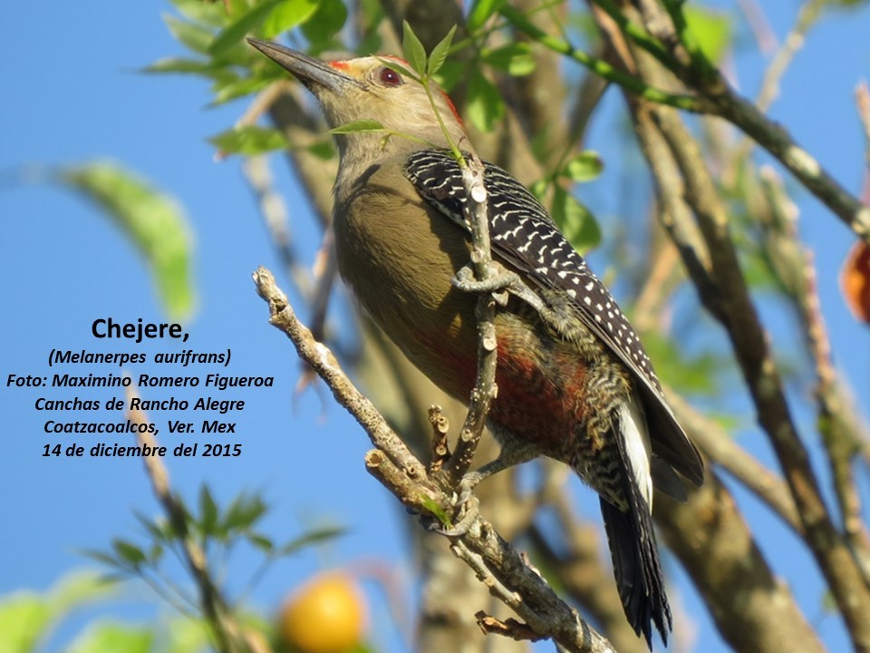 Golden-fronted Woodpecker - Maximino Romero Figueroa