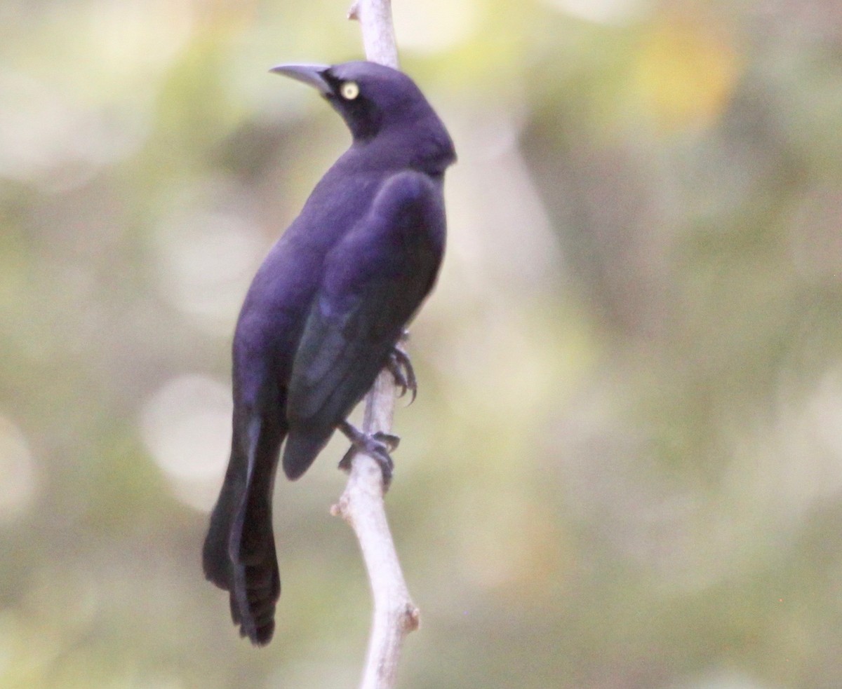 Carib Grackle - ML122915301