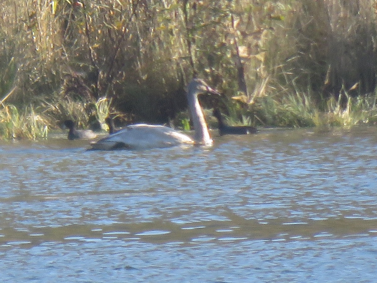 labuť malá (ssp. columbianus) - ML122915581