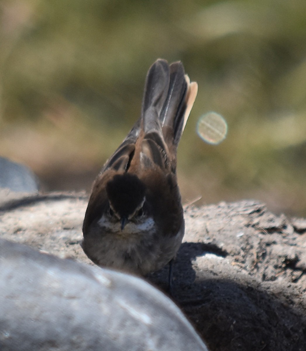 Cream-winged Cinclodes - ML122916761