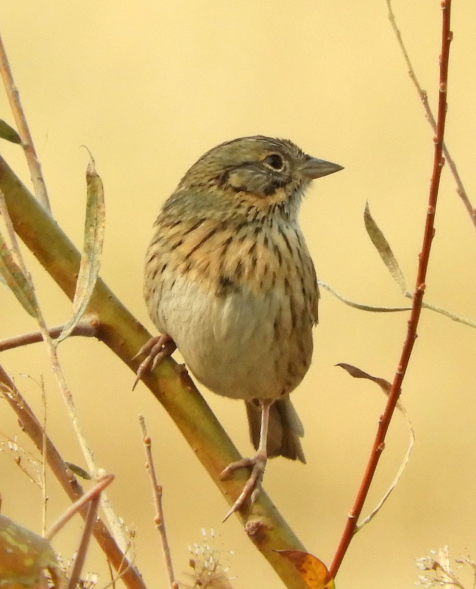 Lincoln's Sparrow - Ken Schneider