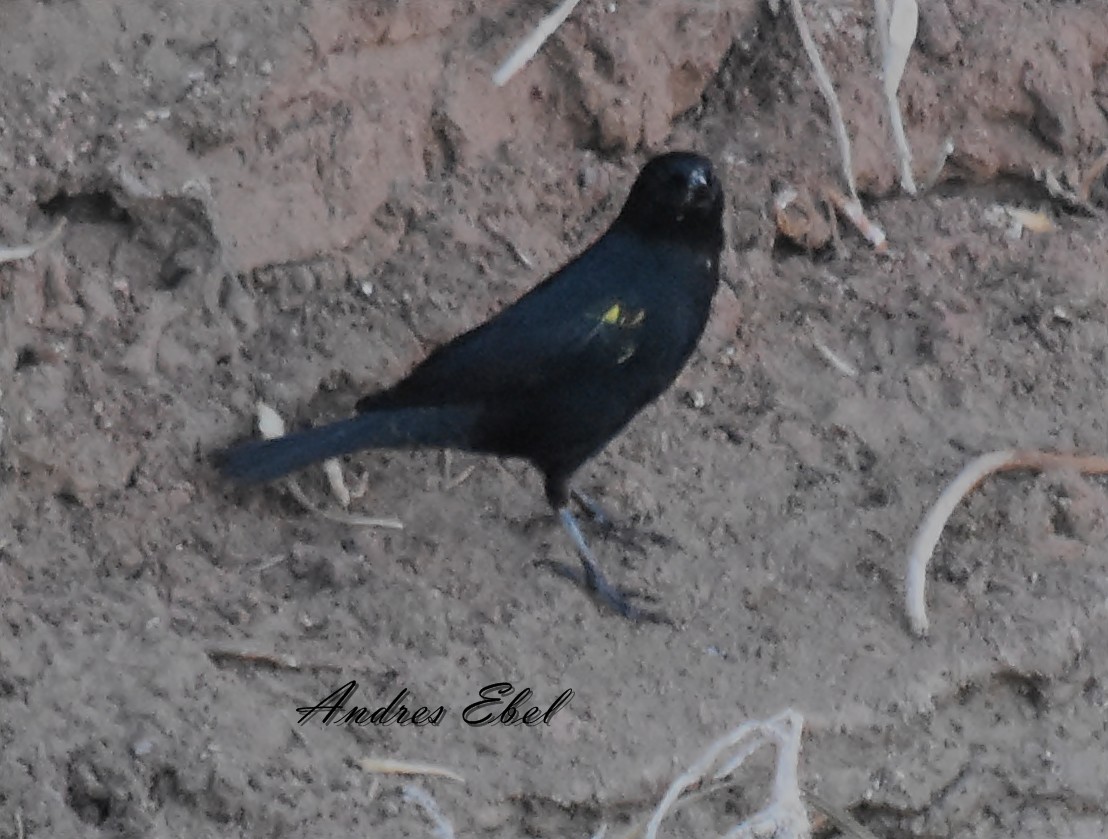 Yellow-winged Blackbird - ML122917421