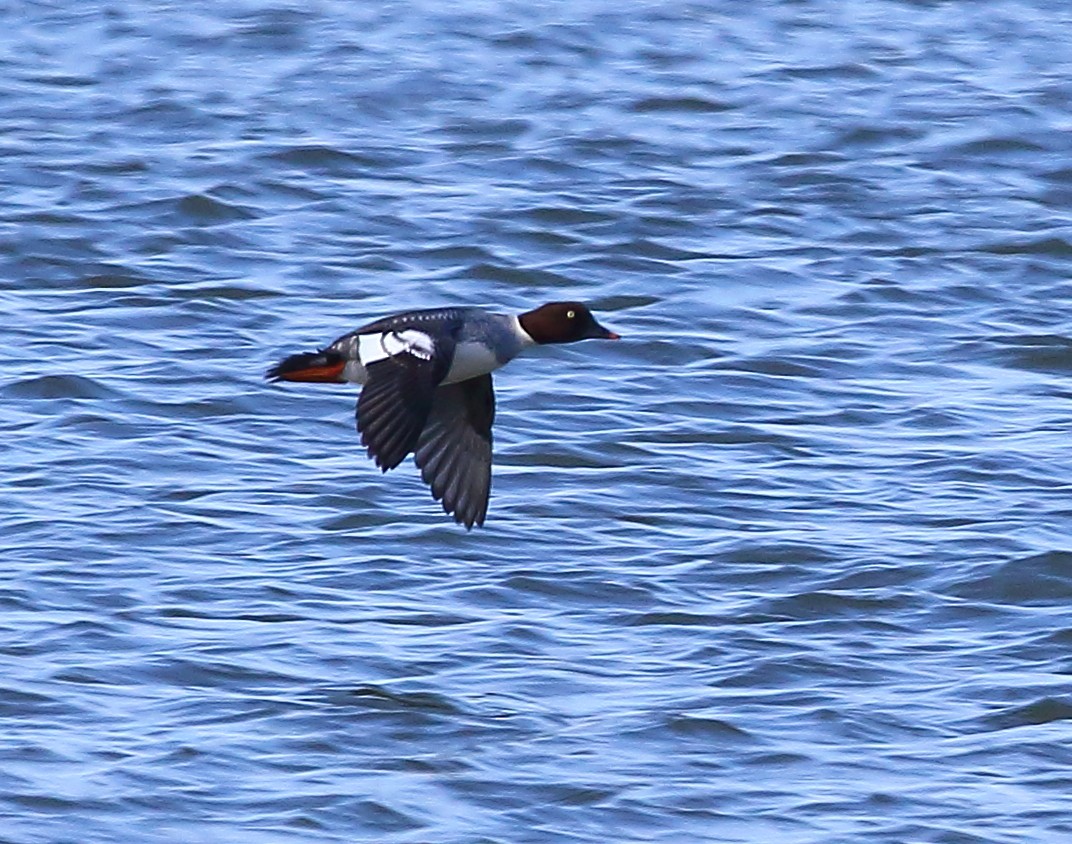 Common Goldeneye - ML122917691