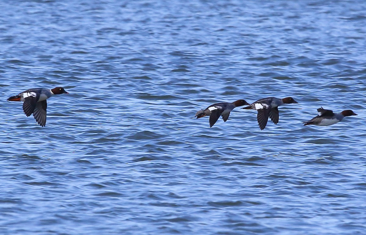 Common Goldeneye - ML122917741