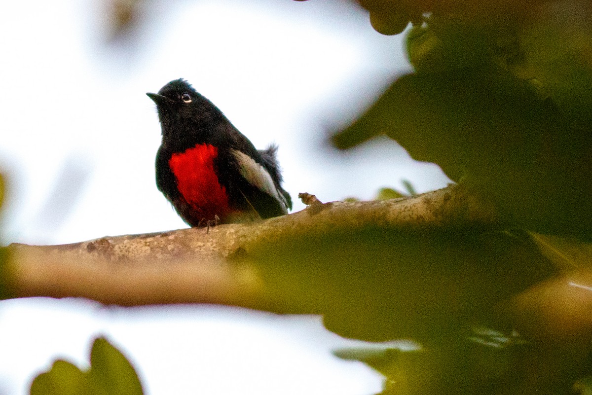 Painted Redstart - ML122918171