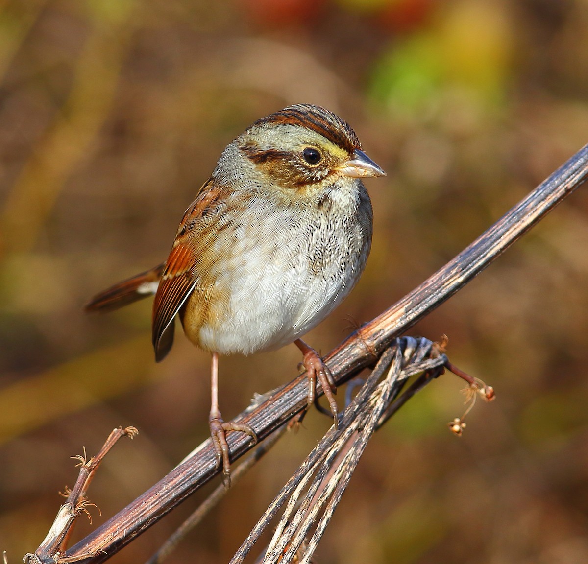 Swamp Sparrow - Bala Chennupati