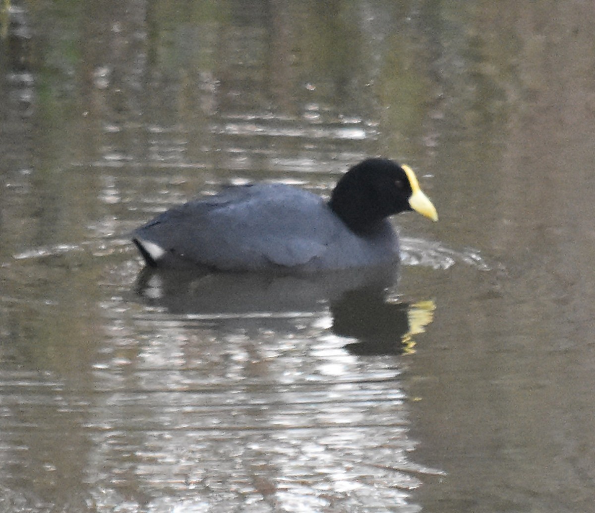 White-winged Coot - ML122922051