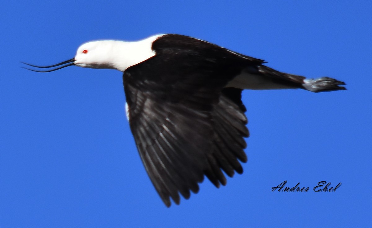 Andean Avocet - ML122922231