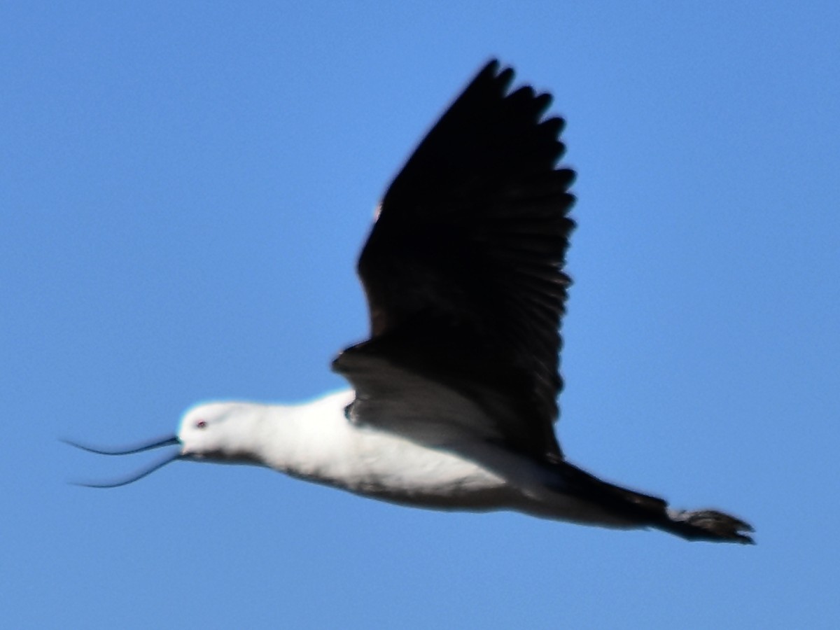 Andean Avocet - ML122922241