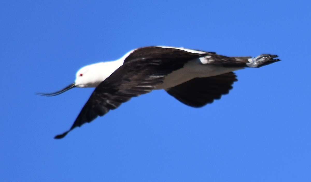 Andean Avocet - ML122922251