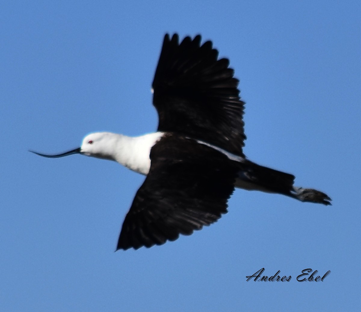 Andean Avocet - ML122922271