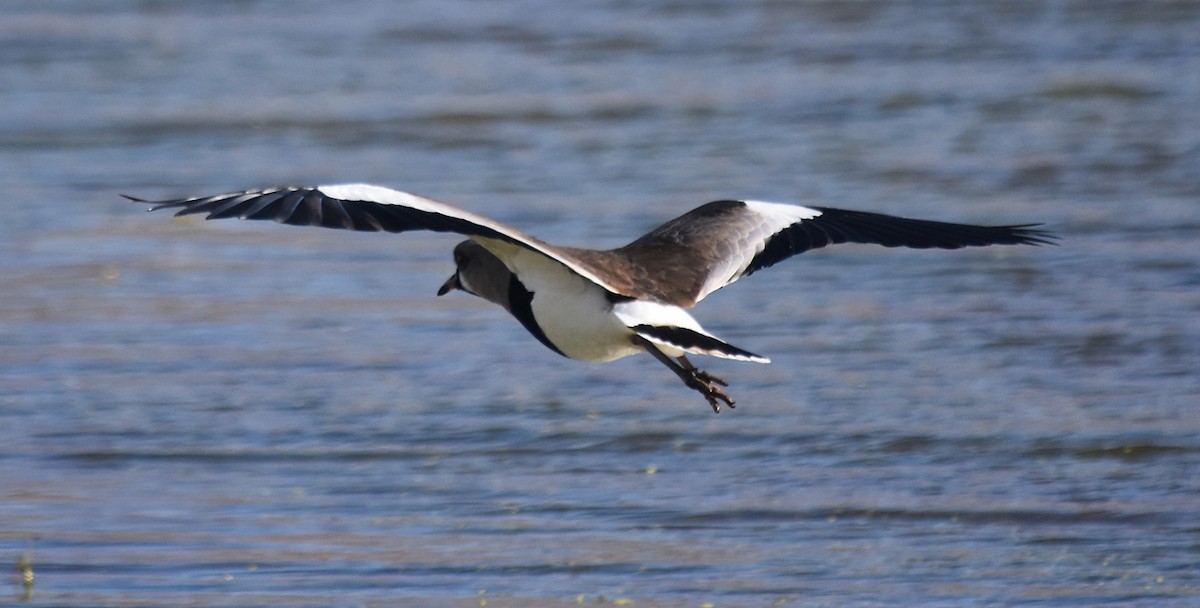 Southern Lapwing - ML122922391