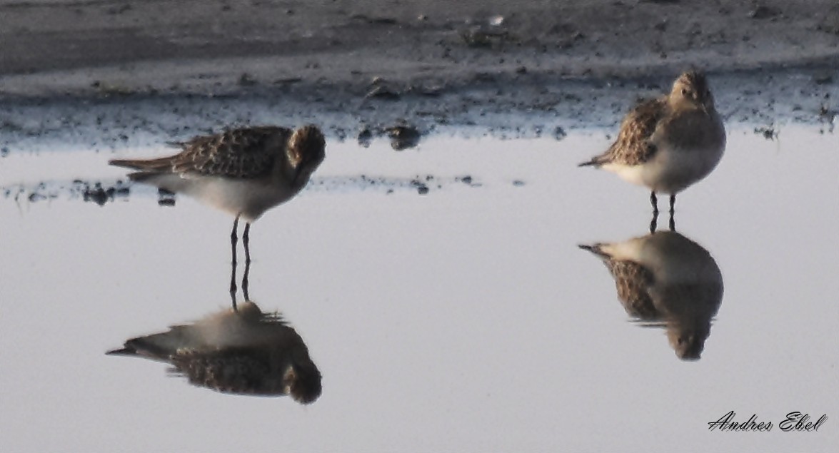 Baird's Sandpiper - ML122922521