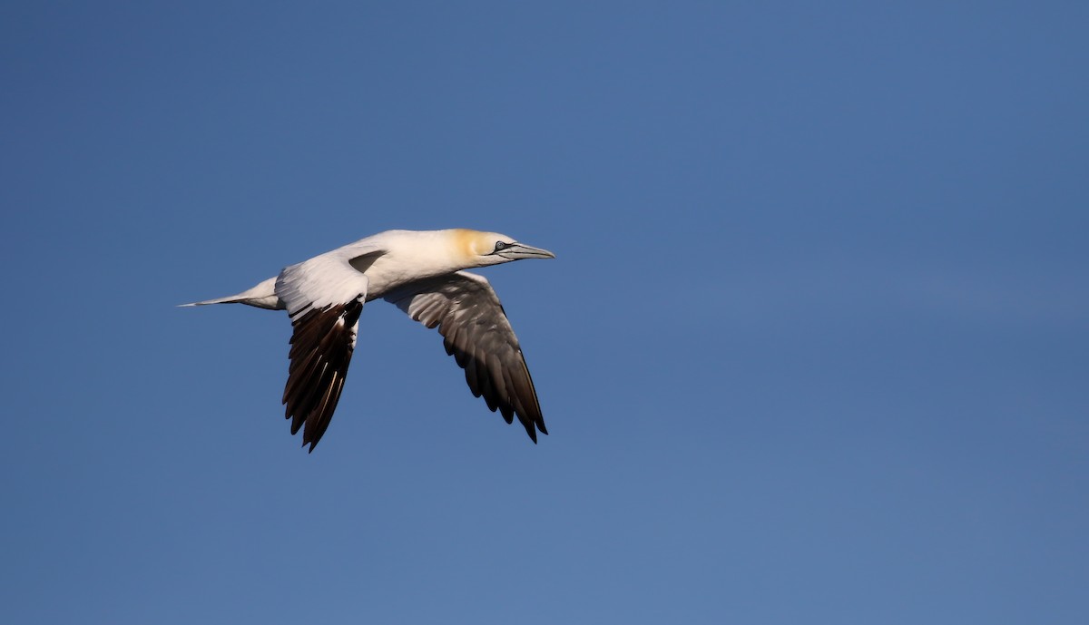 Northern Gannet - Jay McGowan